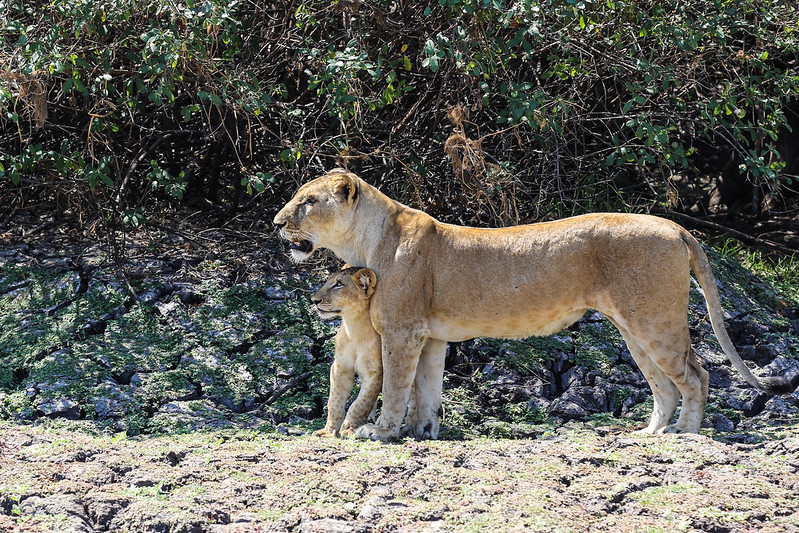 🌍 4 Days – Tanzania Wildlife Safari Experience