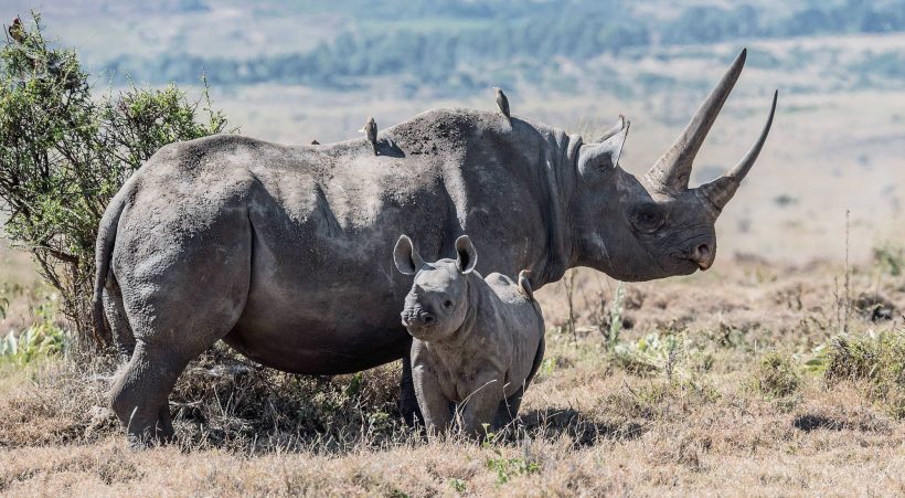 10 Days Tanzania Safari & Zanzibar Stay