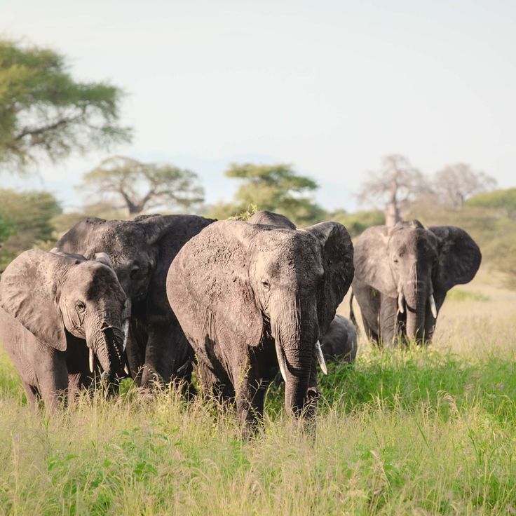 14 Days Kenya & Tanzania Group Budget Safari