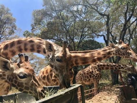 6 Nights/ 7Days Northern Kenya Safari