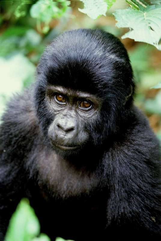 10 DAYS OF UGANDA SAFARI